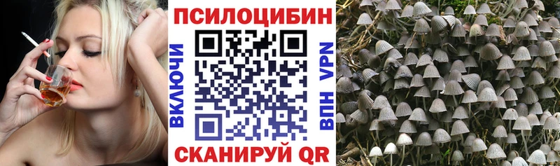 Псилоцибиновые грибы Psilocybe Каменка
